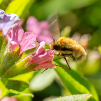 dlouhososka velká - Bombylius major