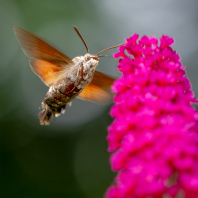 dlouhozobka svízelová - Macroglossum...
