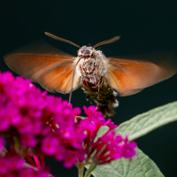 dlouhozobka svízelová - Macroglossum...
