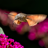 dlouhozobka svízelová - Macroglossum...