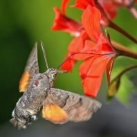 dlouhozobka svízelová - Macroglossum stellatarum