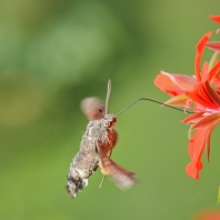 dlouhozobka svízelová - Macroglossum...