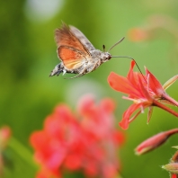 dlouhozobka svízelová - Macroglossum...