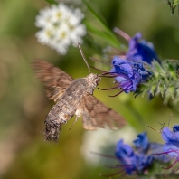 dlouhozobka svízelová - Macroglossum...