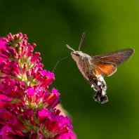 dlouhozobka svízelová - Macroglossum...