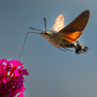 dlouhozobka svízelová - Macroglossum...