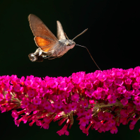dlouhozobka svízelová - Macroglossum...