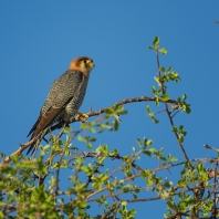dřemlík rudohlavý - Falco chicquera