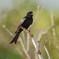 drongo africký - Dicrurus adsimilis