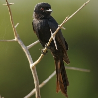 drongo africký - Dicrurus adsimilis