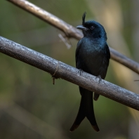 drongo chocholatý - Dicrurus forficatus