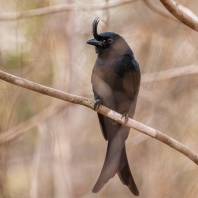 drongo chocholatý - Dicrurus forficatus