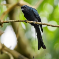 drongo vlajkový - Dicrurus paradiseus