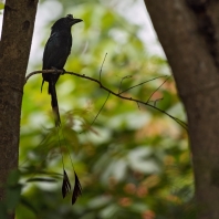 drongo vlajkový - Dicrurus paradiseus