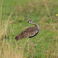 drop černobřichý - Lissotis melanogaster