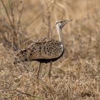 drop černobřichý - Lissotis melanogaster