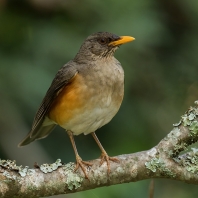 drozd africký - Turdus pelios