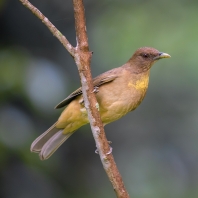 drozd hnědý - Turdus grayi