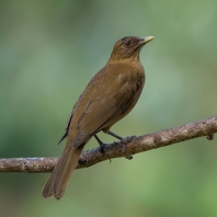 drozd hnědý - Turdus grayi