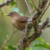 drozd hnědý - Turdus grayi