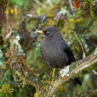 drozd sazový - Turdus nigrescens