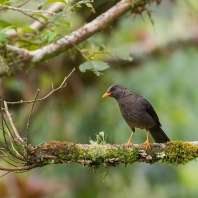 drozd velký - Turdus fuscater