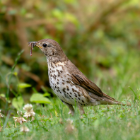 drozd zpěvný - Turdus philomelos