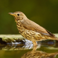 drozd zpěvný - Turdus philomelos