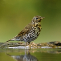 drozd zpěvný - Turdus philomelos