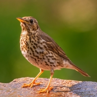 drozd zpěvný - Turdus philomelos