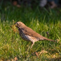 drozd zpěvný - Turdus philomelos