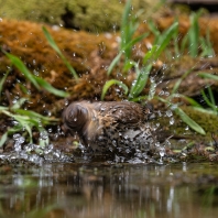 drozd zpěvný - Turdus philomelos