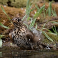 drozd zpěvný - Turdus philomelos