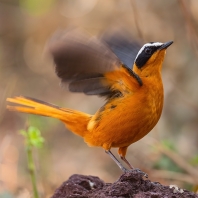 drozdík bělobrvý - Cossypha heuglini