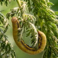 drsnokřídlec bělopásný - Lycia zonaria