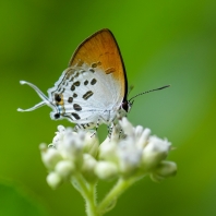 Drupadia ravindra