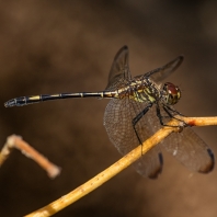 Dythemis sterilis