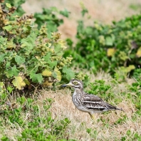 dytík indický - Burhinus indicus
