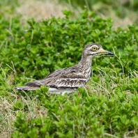 dytík indický - Burhinus indicus