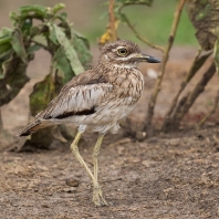 dytík tmavý - Burhinus vermiculatus