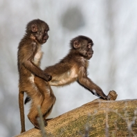 dželada - Theropithecus gelada