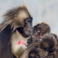 dželada - Theropithecus gelada