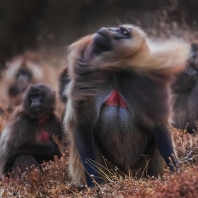 dželada - Theropithecus gelada