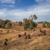 dželada - Theropithecus gelada