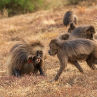 dželada - Theropithecus gelada