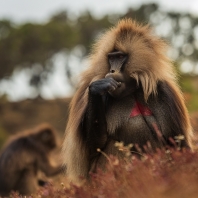 dželada - Theropithecus gelada