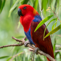 Eclectus polychloros