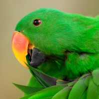 eklektus různobarvý - Eclectus roratus