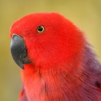 eklektus různobarvý - Eclectus roratus