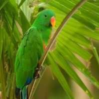 eklektus různobarvý - Eclectus roratus